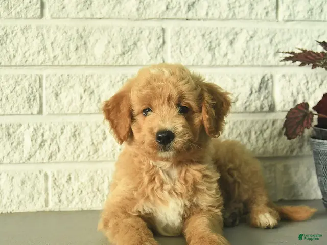 Mini Goldendoodle dogs Nico - Ad 2