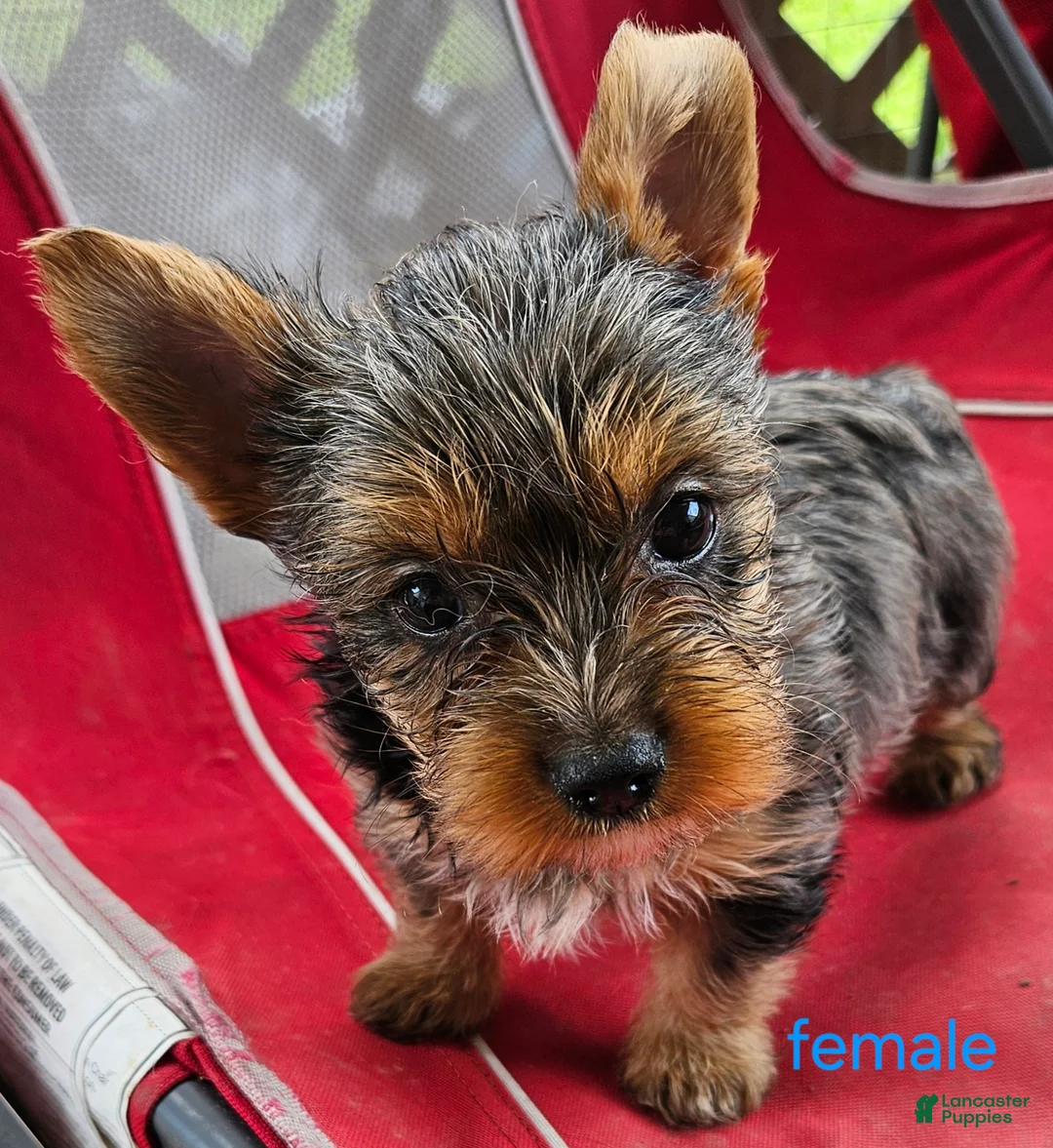 Yorkshire Terrier dogs for sale: Luna - Ad 2
