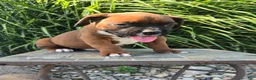 Boxer dogs for sale: Myah - Ad 4