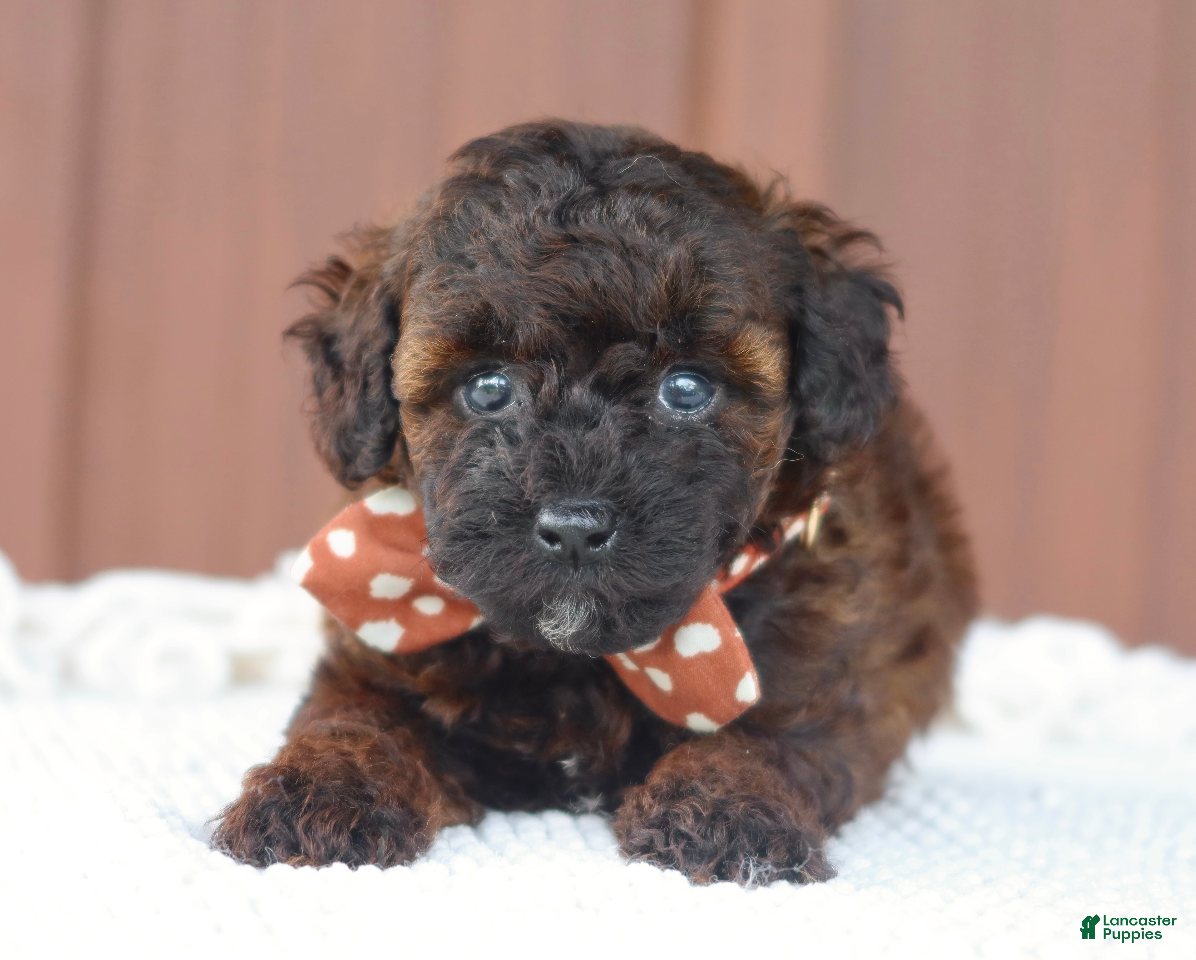 Toy Poodle dogs Ash - Ad 1