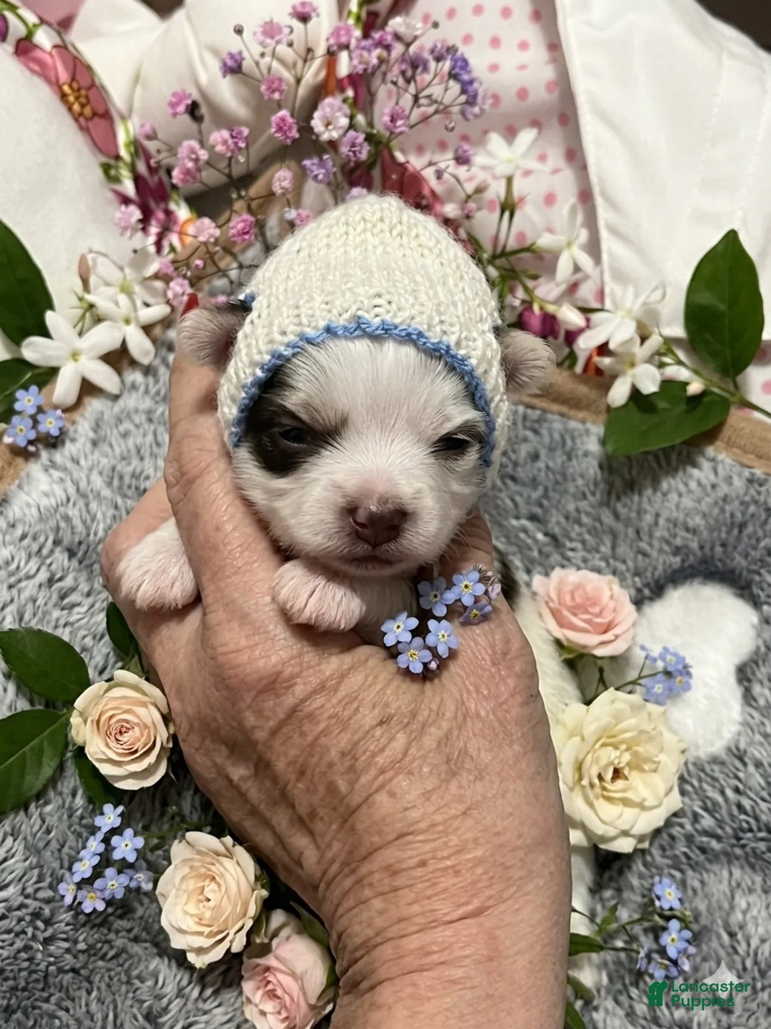 Yorkshire Terrier dogs for sale: AKC Woody - Ad 1