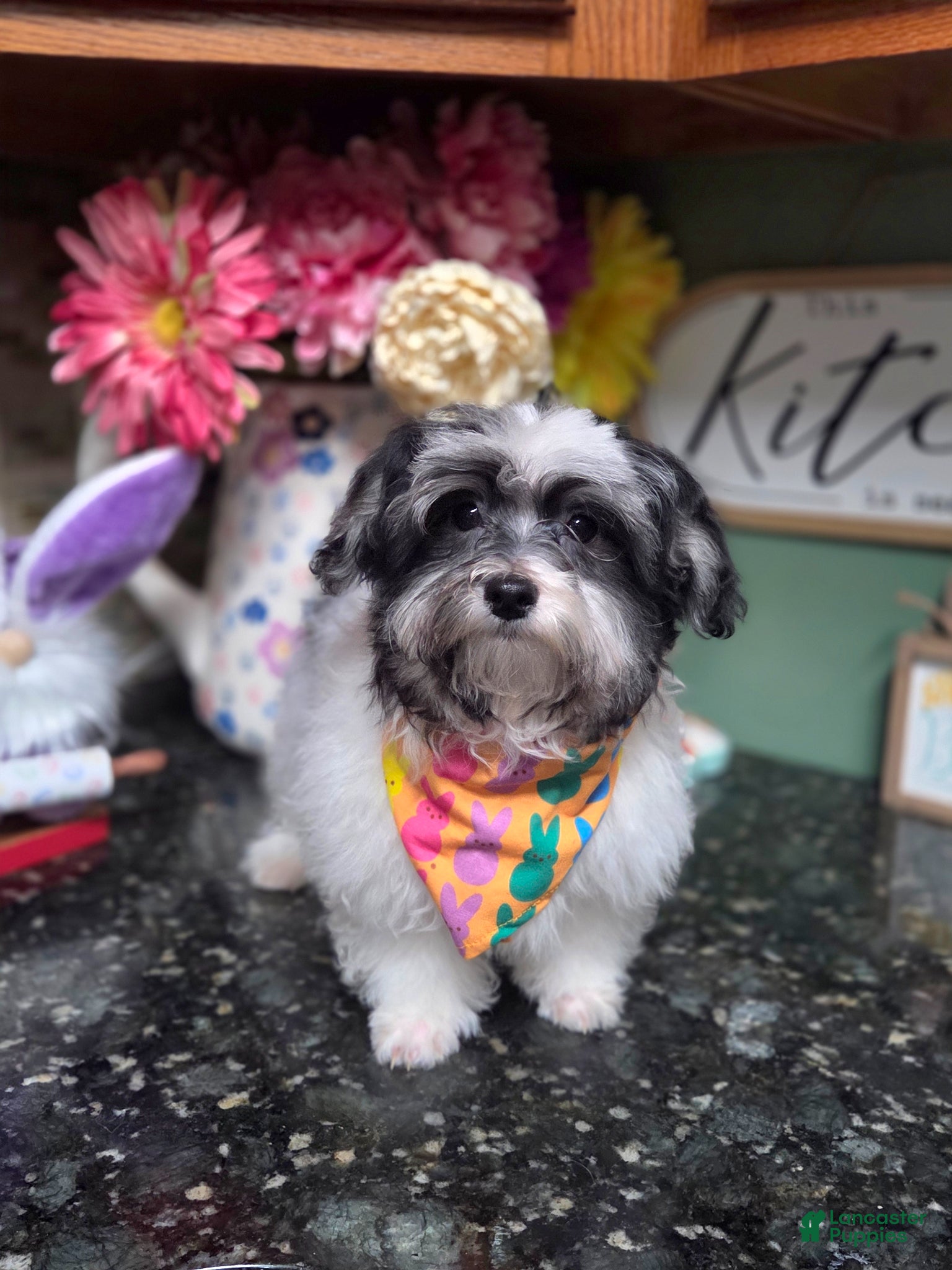 Maltipoo dogs Marshall  - Ad 1