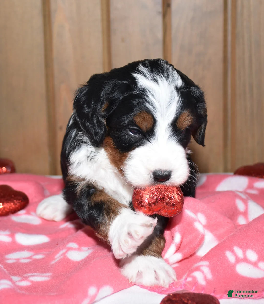 Mini Bernedoodle dogs for sale: Magnolia - Ad 2