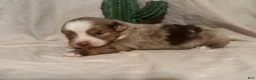 Toy Australian Shepherd dogs for sale: Wrangler - Ad 6