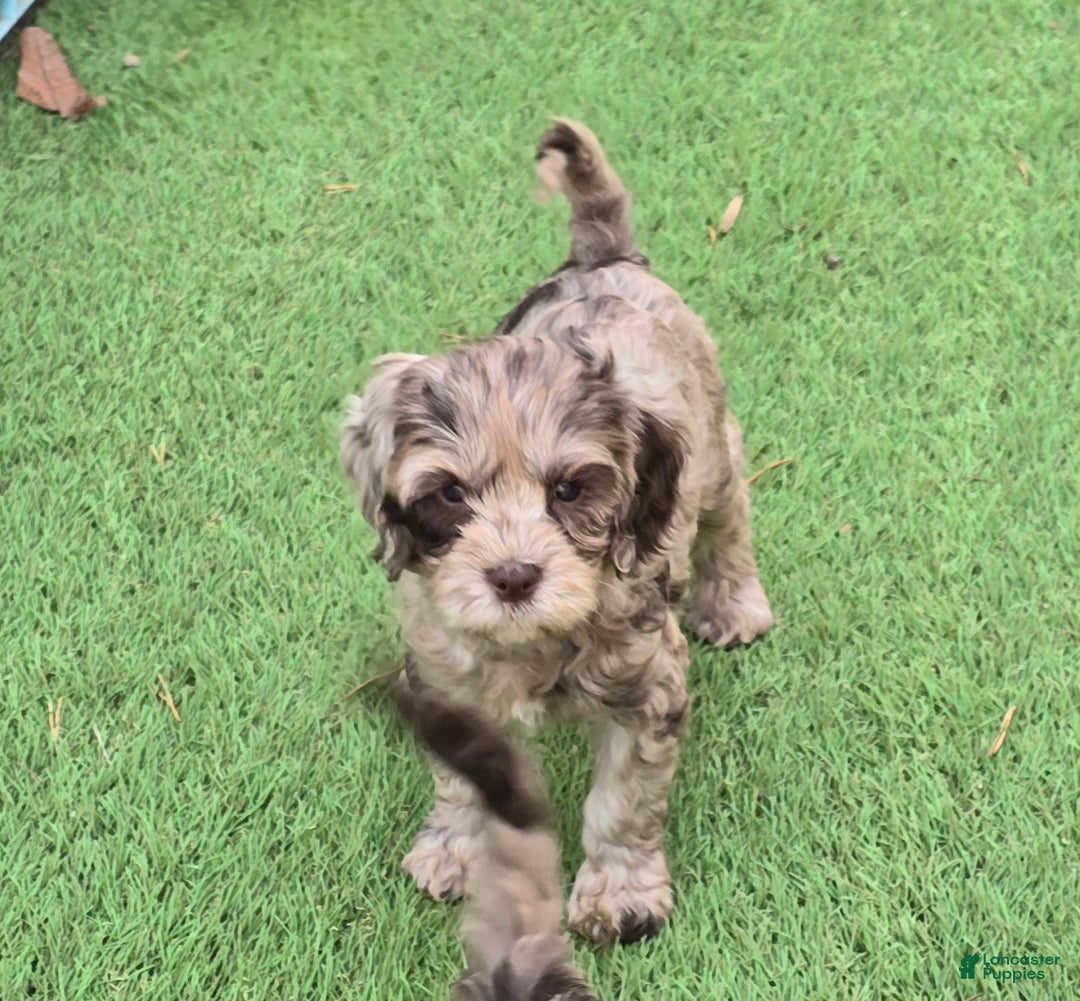 Mixed Breed dogs for sale: Prudence - Ad 5