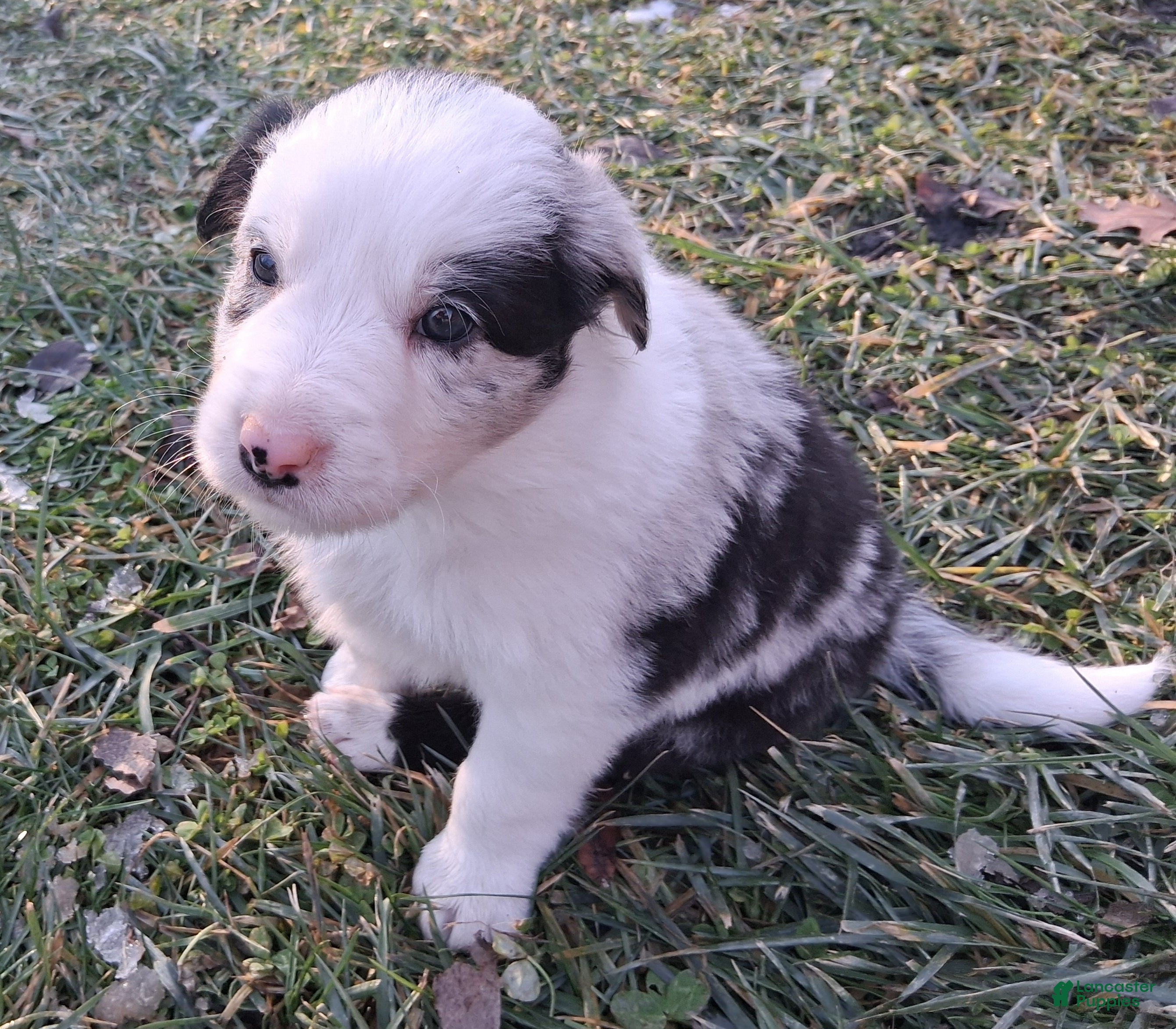 Border Collie dogs for sale: Jasper - Ad 2