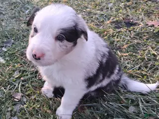 Border Collie dogs Jasper - Ad 28