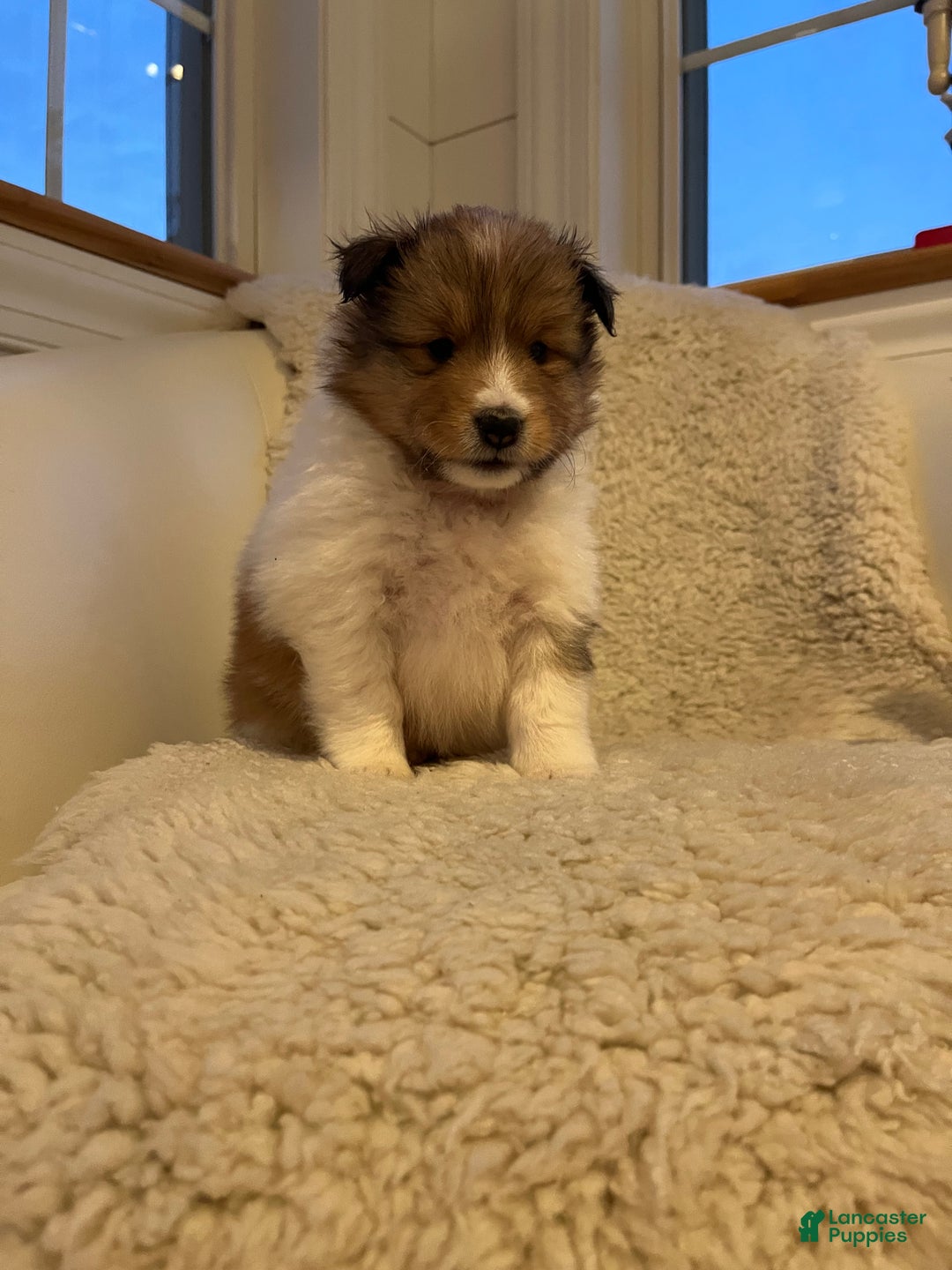 Shetland Sheepdog dogs for sale: Shetland Sheepdog Puppy 3 - Ad 2