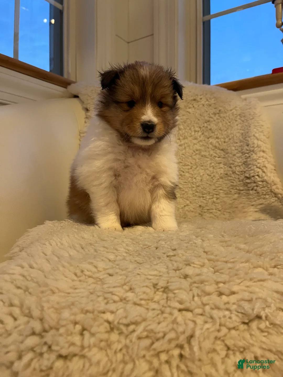 Shetland Sheepdog dogs for sale: Shetland Sheepdog Puppy 3 - Ad 2