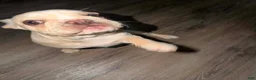 French Bulldog dogs for sale: French Bulldog 1 - Ad 13
