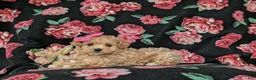 Maltipoo dogs for sale: Sierra 6 lbs full grown - Ad 5