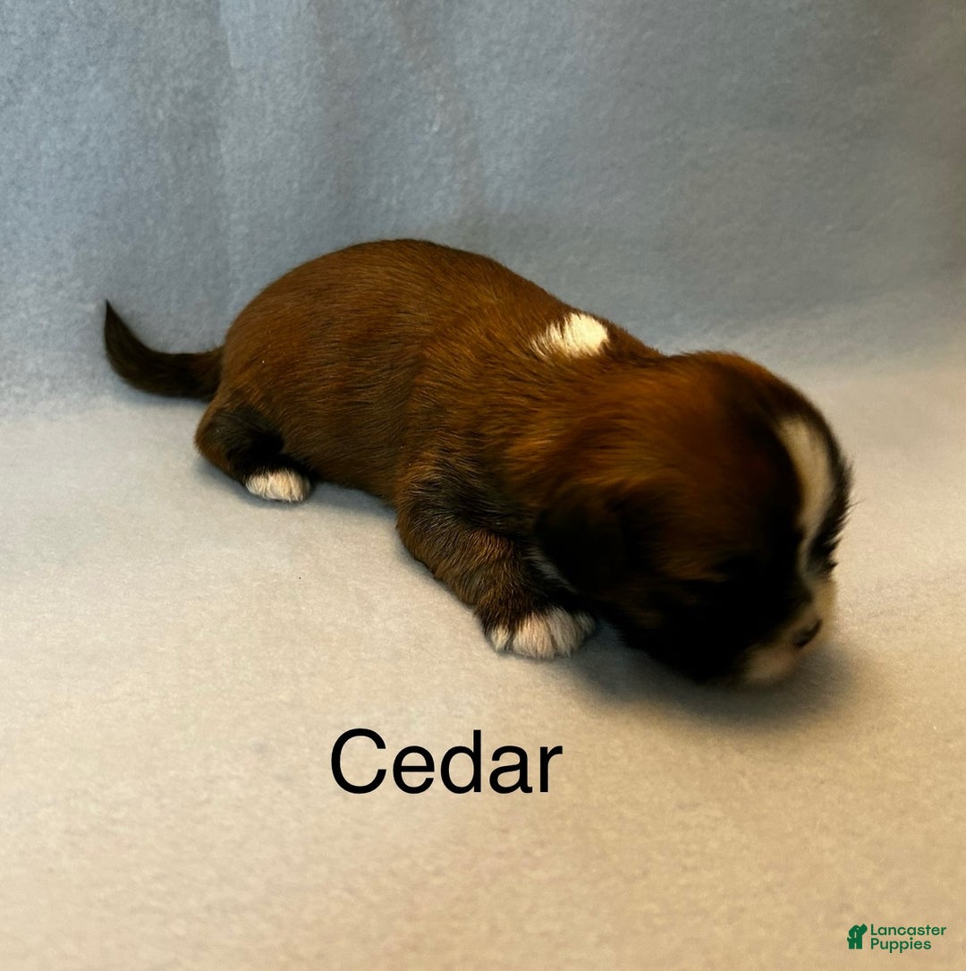 Lhasa Apso dogs for sale: Lhasa Apso Puppy 3 - Ad 2