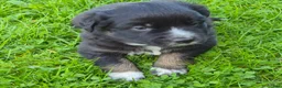 Australian Shepherd dogs for sale: Australian Shepherd Puppy 4 - Ad 2