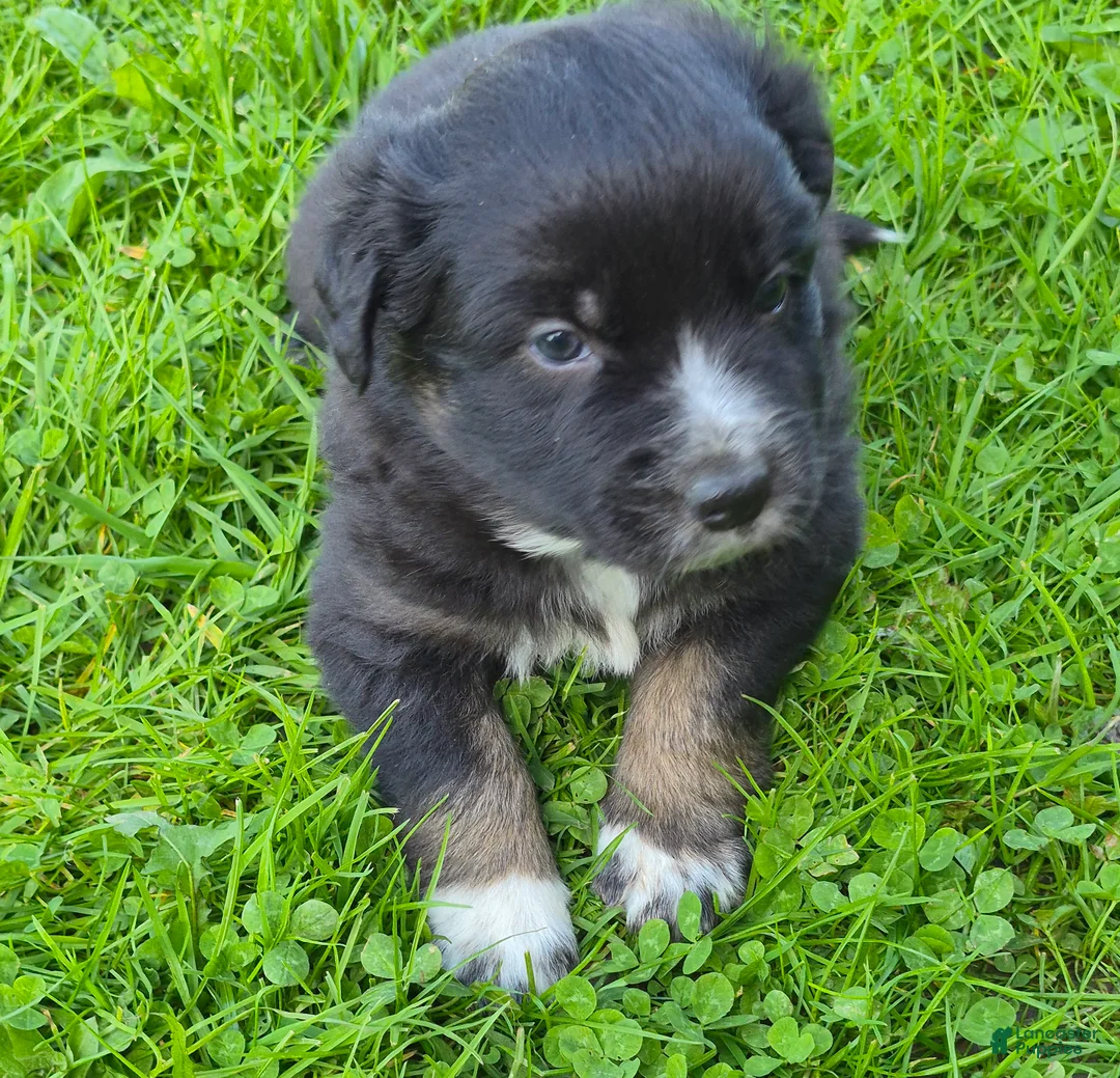 Australian Shepherd dogs for sale: Australian Shepherd Puppy 4 - Ad 2
