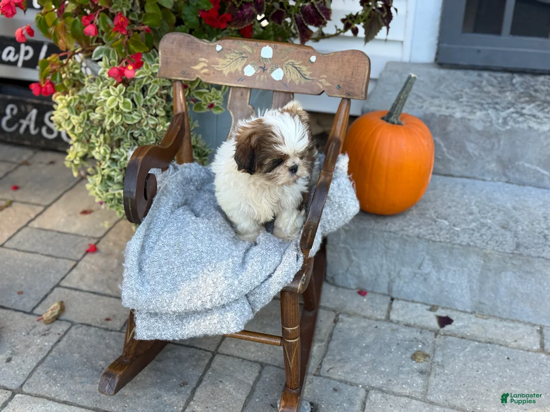 Shih Tzu dogs for sale: Shyla - Ad 2
