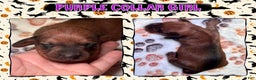 Miniature Dachshund dogs for sale: Purple Collar Girl - Ad 4
