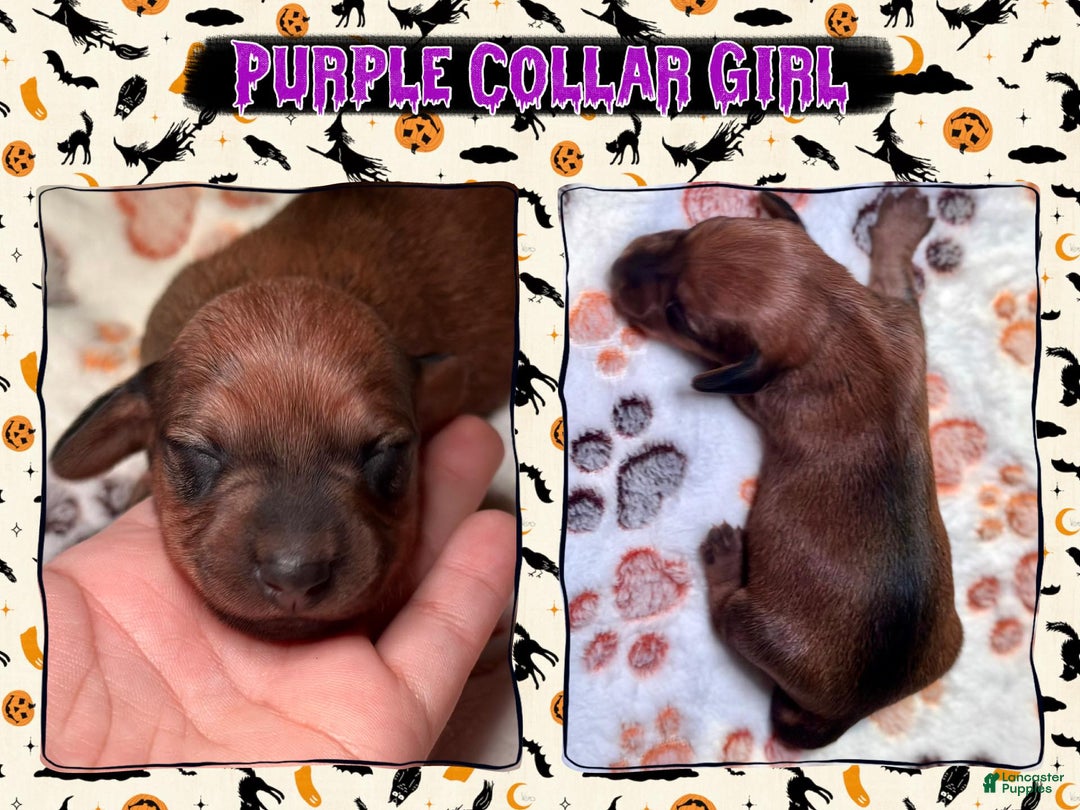 Miniature Dachshund dogs for sale: Purple Collar Girl - Ad 4