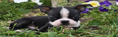 Snickers