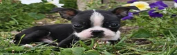 Boston Terrier dogs for sale: Snickers - Ad 1