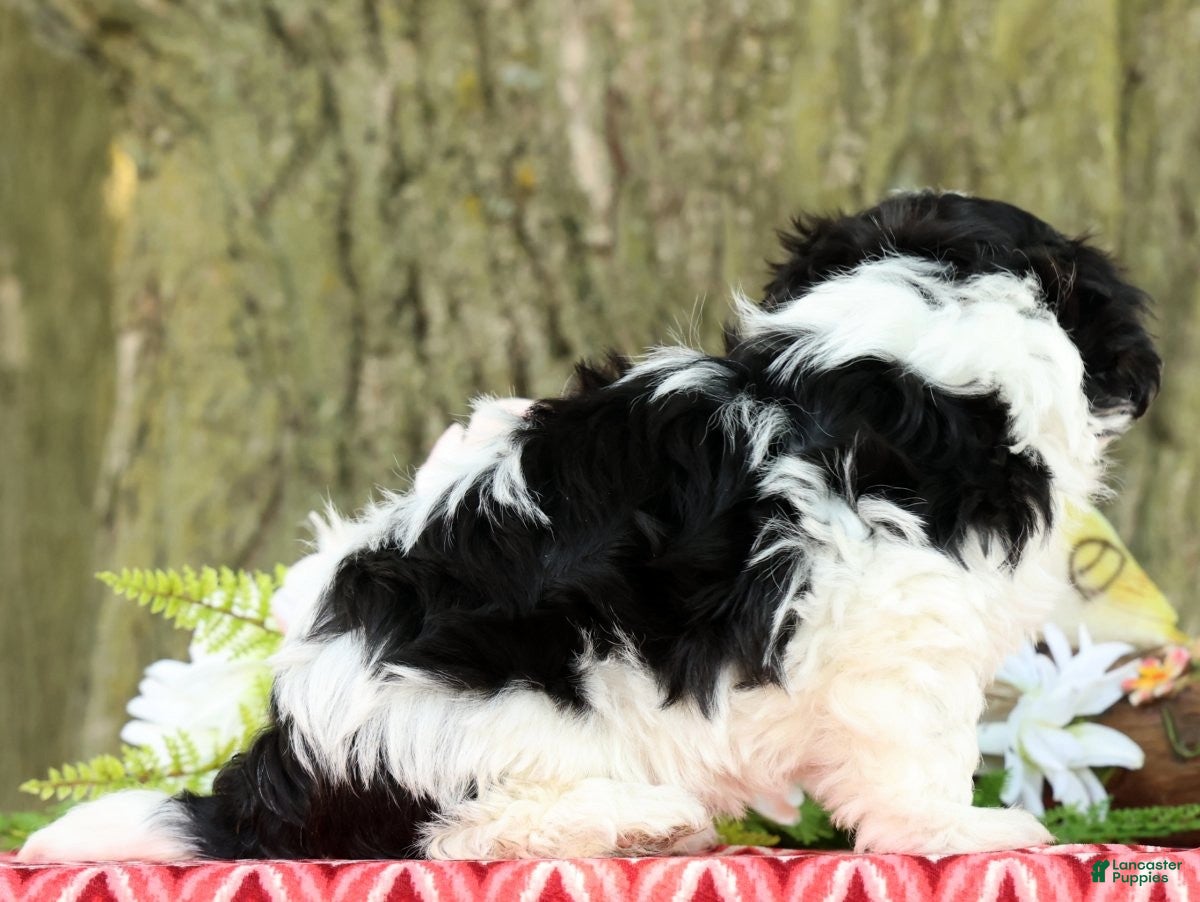 Havanese dogs for sale: Missy - Ad 3