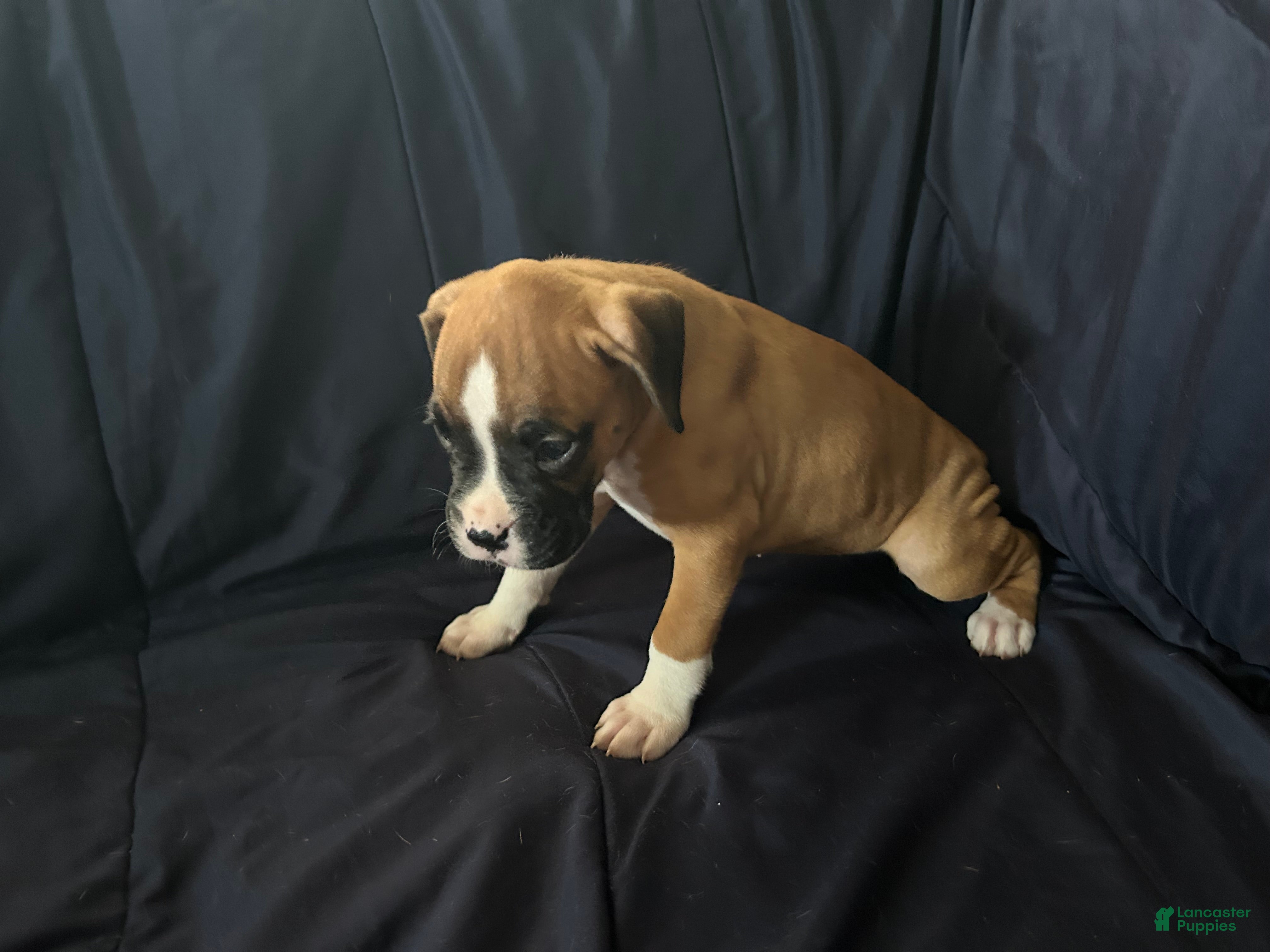 Boxer dogs Tiny - Ad 2