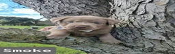 Labrador Retriever dogs for sale: Smoke - Ad 1