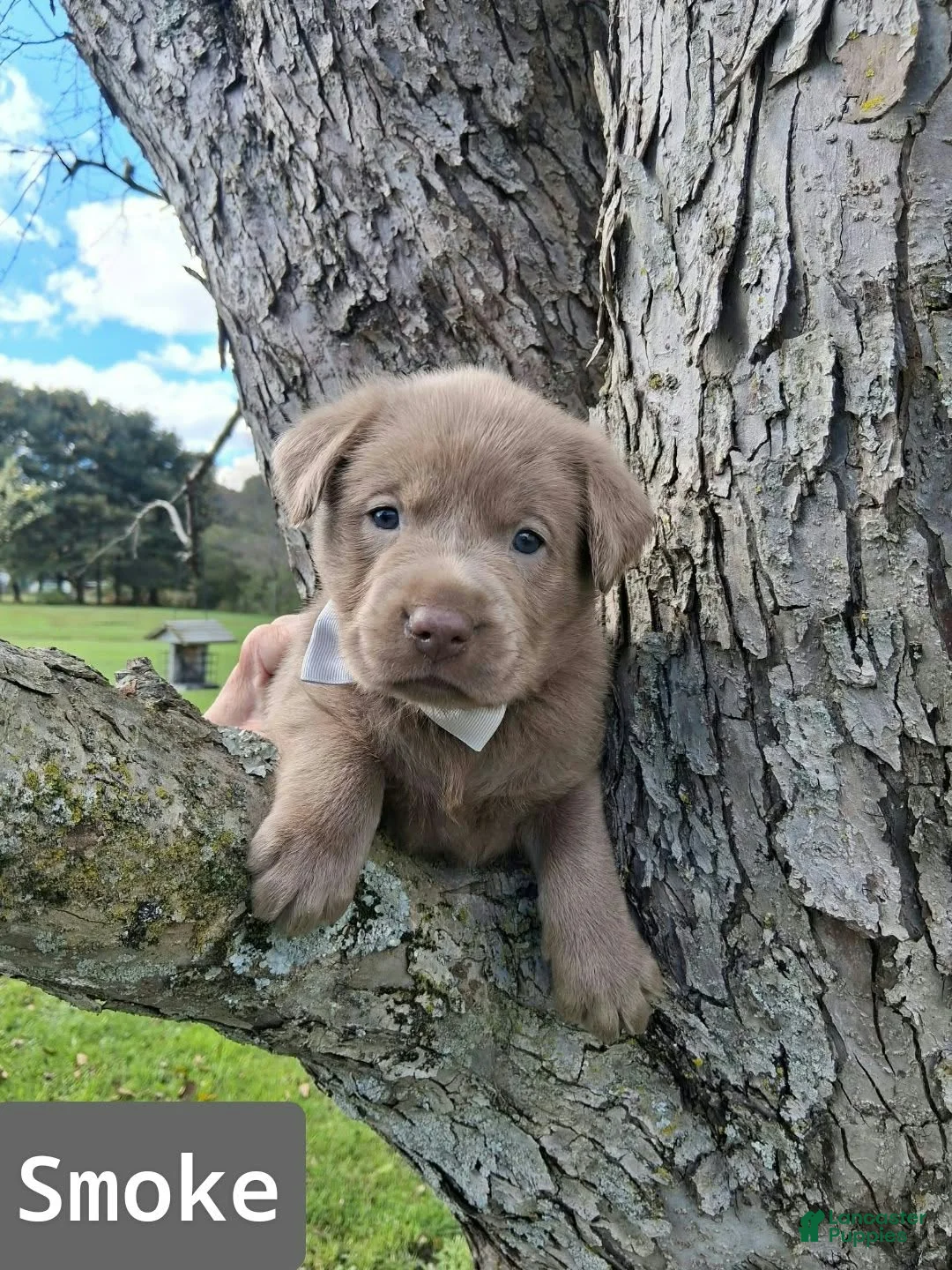 Labrador Retriever dogs for sale: Smoke - Ad 1