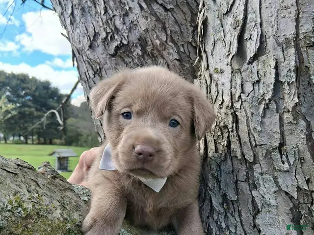 Labrador Retriever dogs Smoke - Ad 1