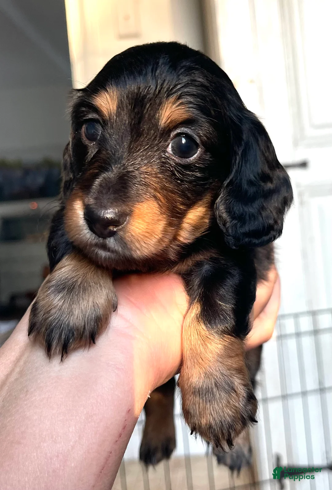 Dachshund dogs for sale: Charles  - Ad 1