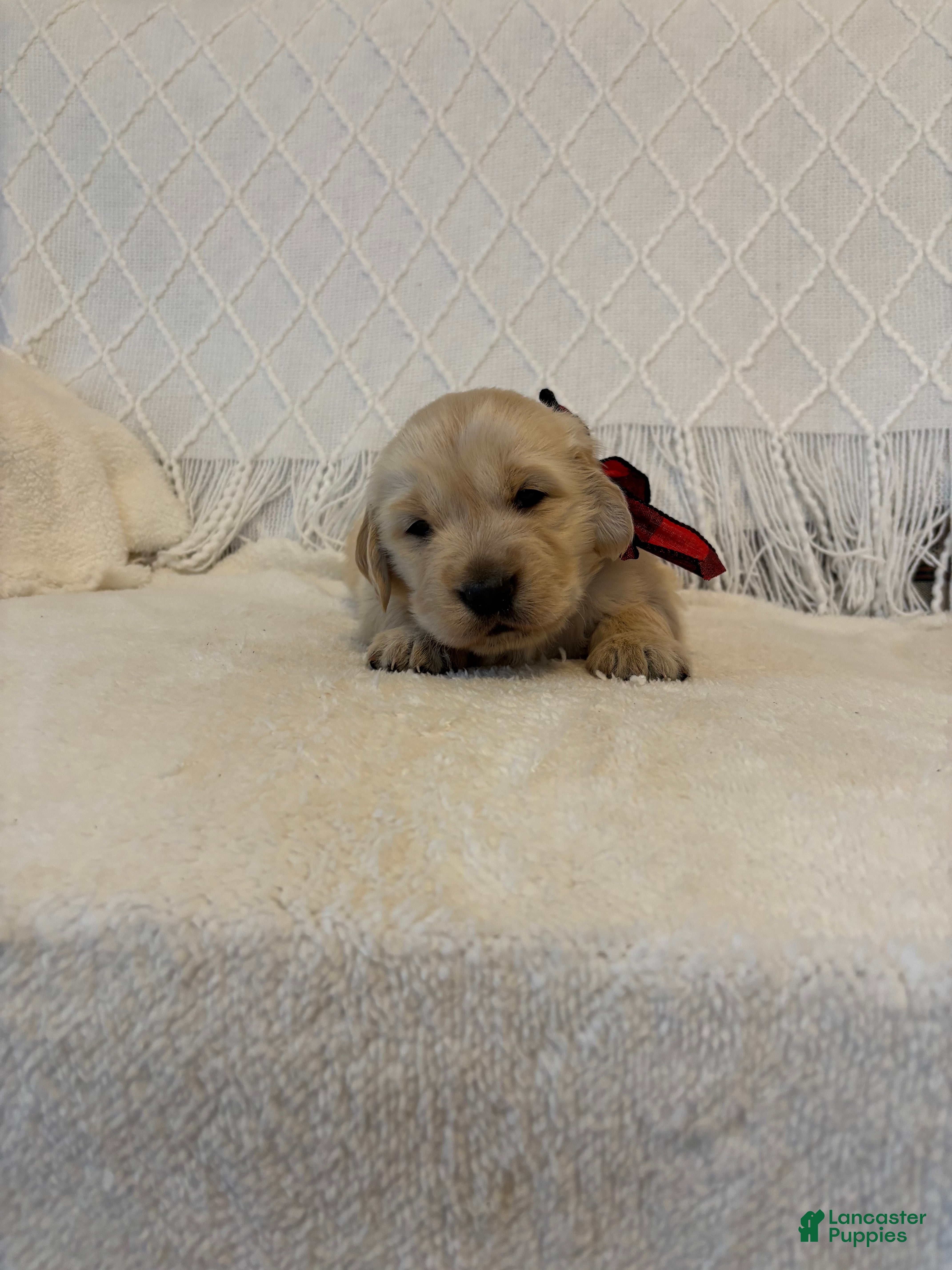 Golden Retriever dogs Woods - Ad 12