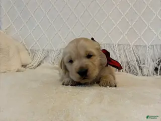 Golden Retriever dogs Woods - Ad 12