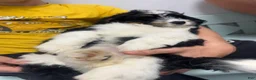 Mini Bernedoodle dogs for sale: Mini Bernedoodle Princess - Ad 6