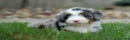 Mini Bernedoodle dogs for sale: 🐾 Meet Paxton 🐾 - Ad 11