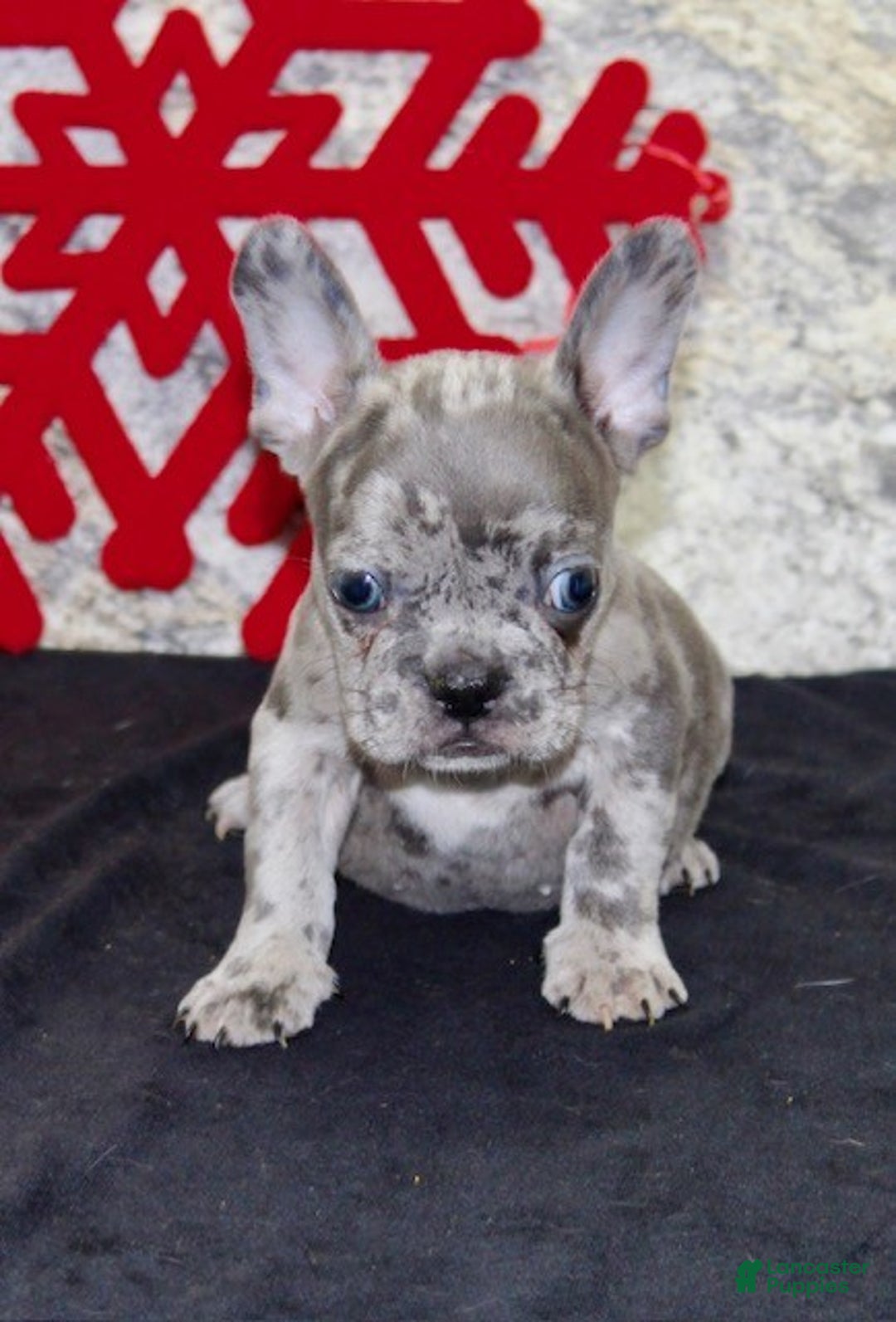 French Bulldog dogs for sale: Cletis - Ad 2