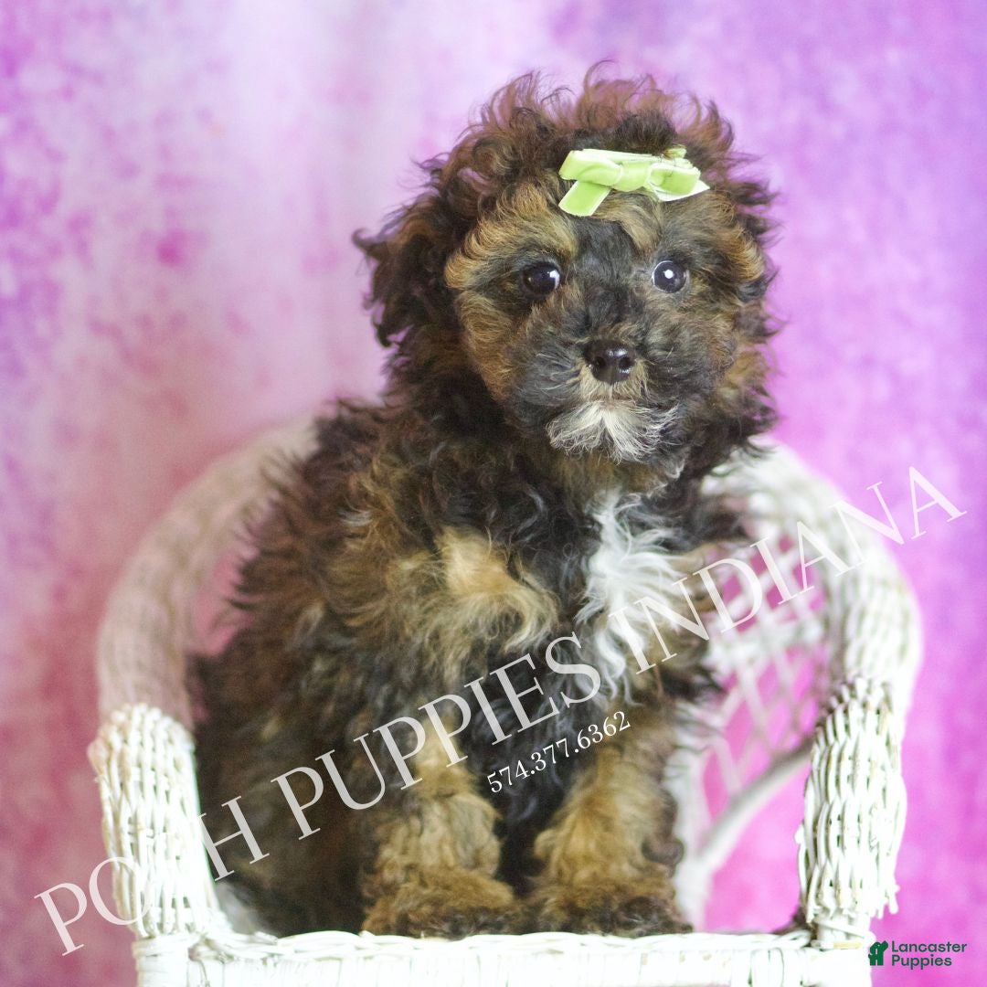 Toy Poodle dogs for sale: Moon - Ad 7