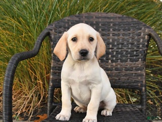 Labrador Retriever dogs - Ad 41