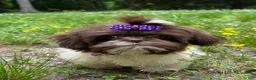 Shih Tzu dogs for sale: Violet - Ad 7