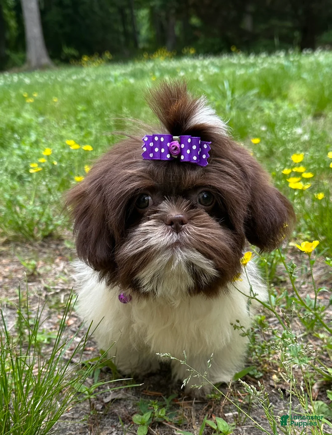 Shih Tzu dogs for sale: Violet - Ad 7