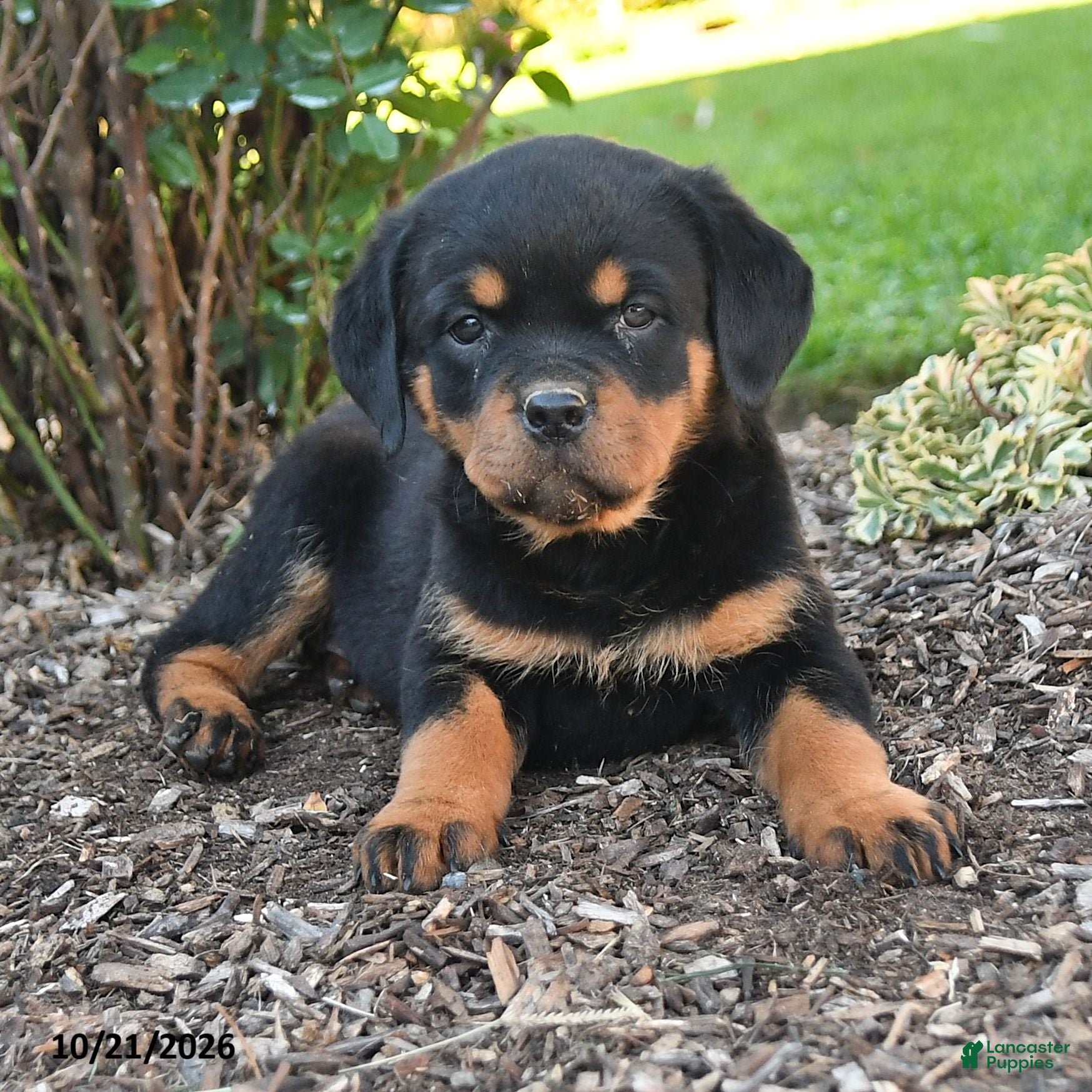 Rottweiler dogs Sadie - Ad 2