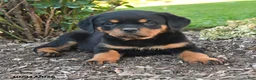 Rottweiler dogs for sale: Sadie - Ad 2