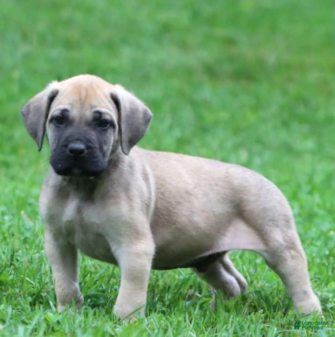 English Mastiff dogs for sale: Bear - Ad 1