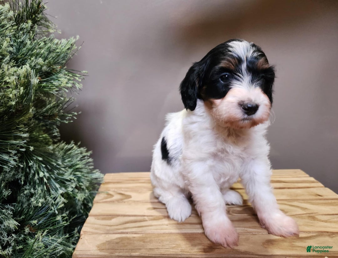 Mini Bernedoodle dogs for sale: Vixon - Ad 6