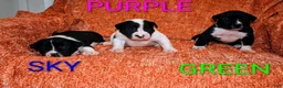 Presa Canario dogs for sale: Mr Neon  - Ad 101