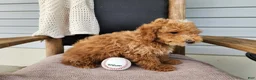 Mini Bernedoodle dogs for sale: Spencer - Ad 14