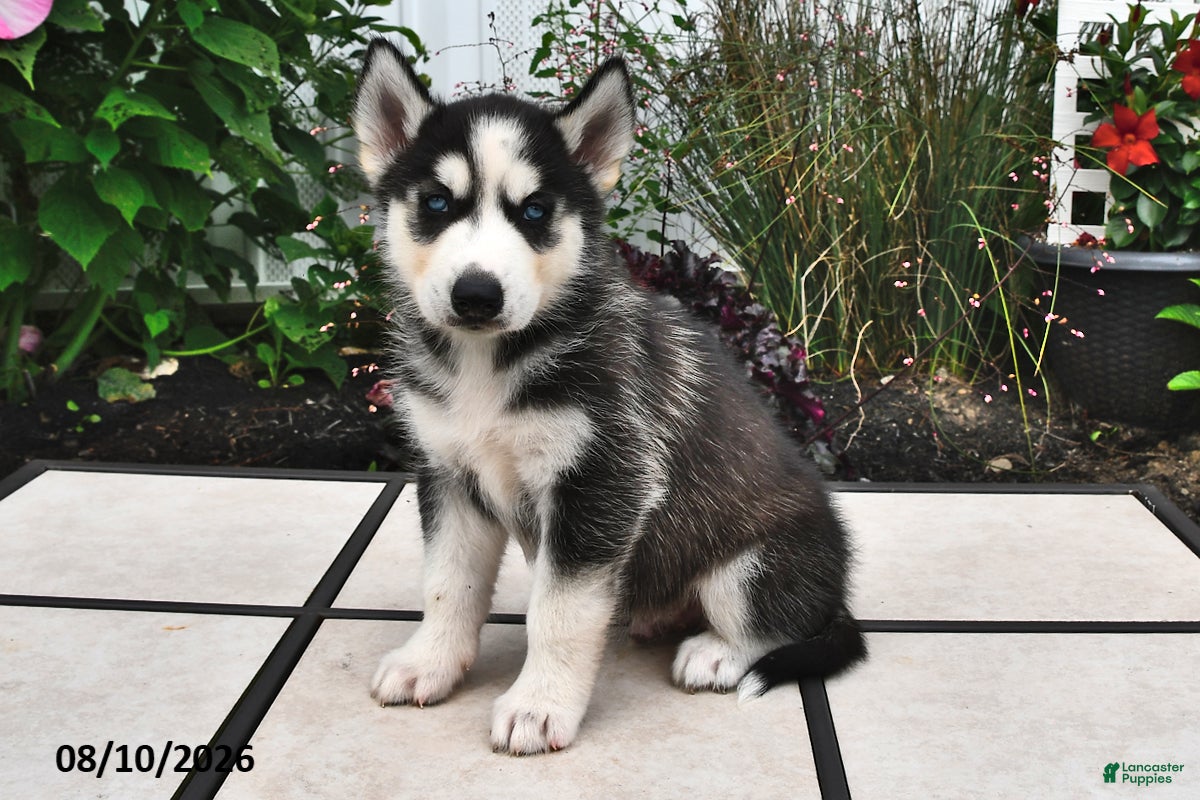 Siberian Husky dogs Dakota - Ad 2