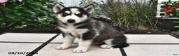 Siberian Husky dogs for sale: Dakota - Ad 2