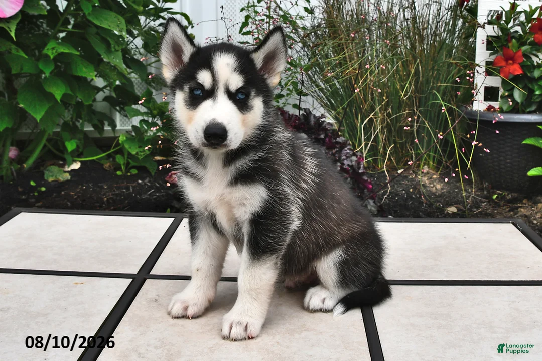 Siberian Husky dogs for sale: Dakota - Ad 2