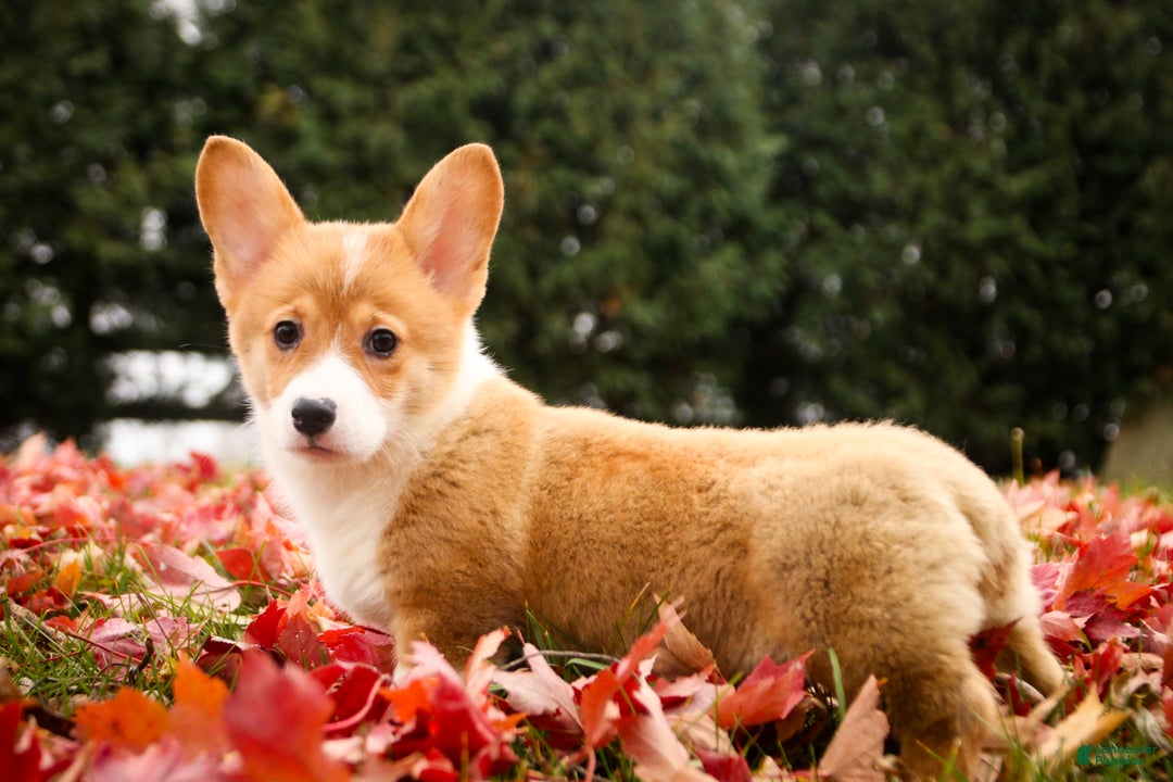 Welsh Corgi Pembroke dogs for sale: Steele - Ad 3