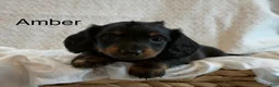 Miniature Dachshund dogs for sale: Amber - Ad 1