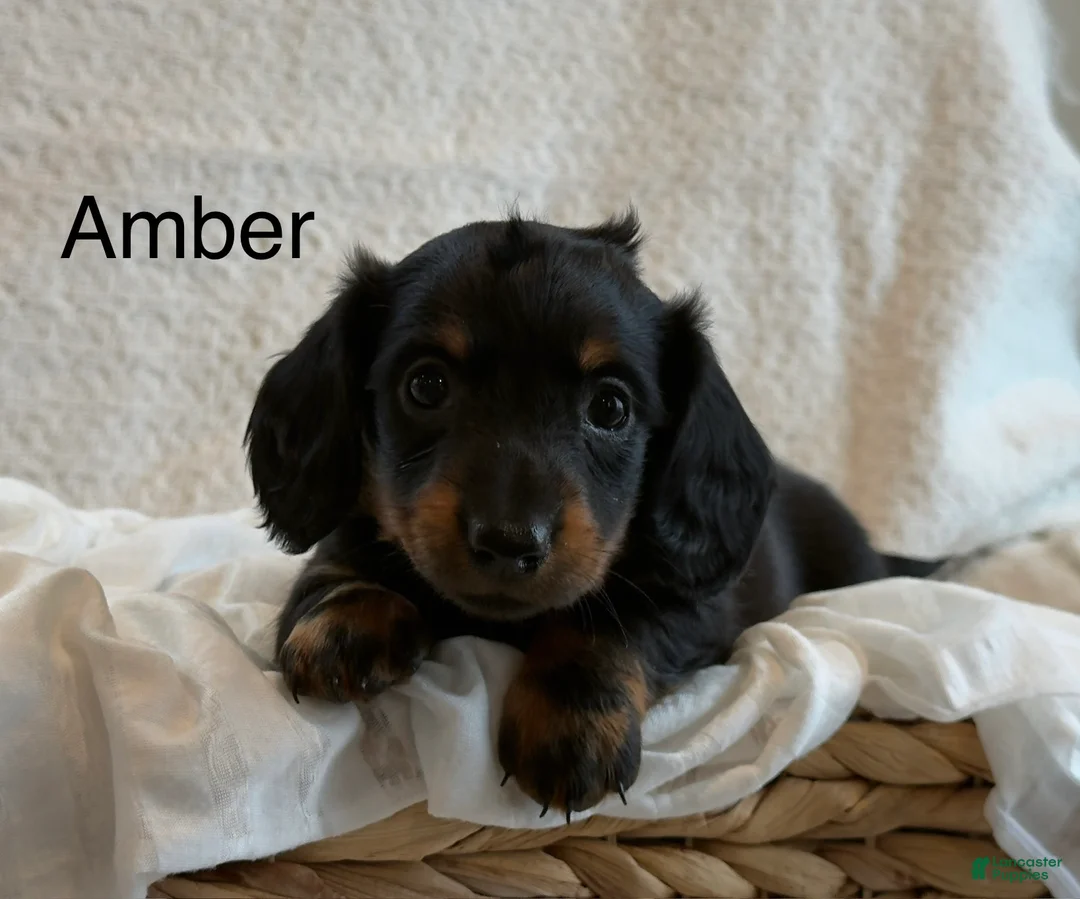 Miniature Dachshund dogs for sale: Amber - Ad 1
